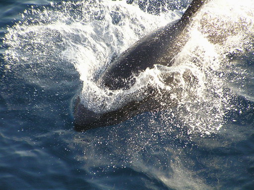 Раджа Ампат отдых и дайвинг на райском острове